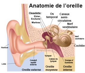 Otalgie : mal à l'oreille : symptômes, traitement, définition ...