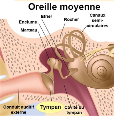 Maladies du tympan