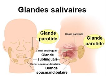 parotide