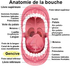 gencives