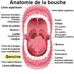 Gencives gonflées : symptômes, traitement, définition ...