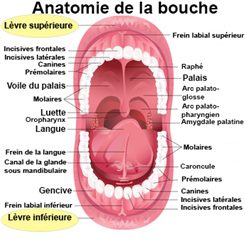lèvres