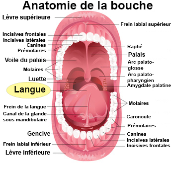 Que faire en cas de langue blanche ? - docteurclic.com