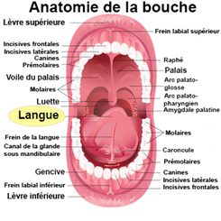 langue
