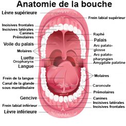 bouche