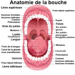 Douleur dans la bouche chez l'adulte : symptômes, traitement ...