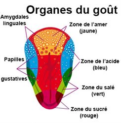 organes du goût