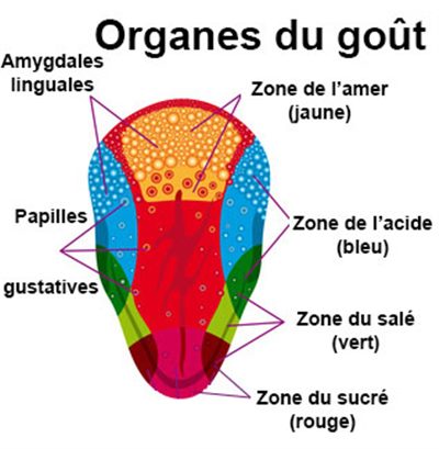 Goût: hypogueusie, agueusie, dysgueusie