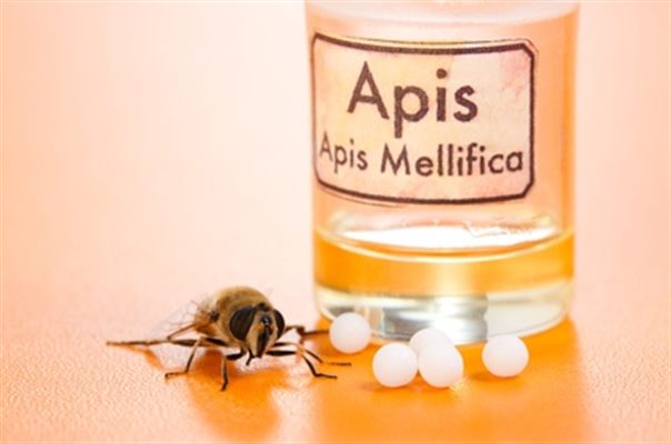 Apis mellifica (homéopathie)