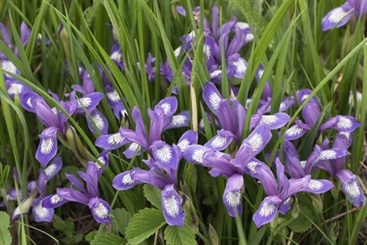 iris versicolor