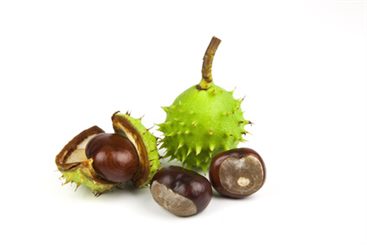 marrons d'inde