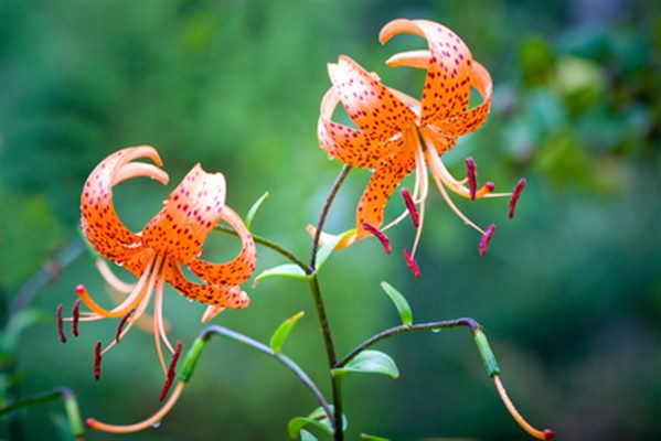 Lilium tigrinum (homéopathie)