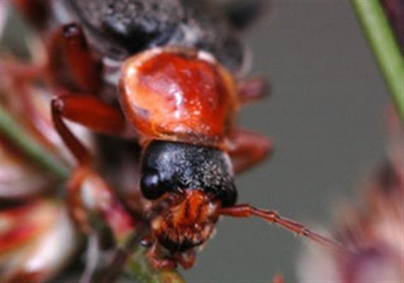 Cantharis (homéopathie)