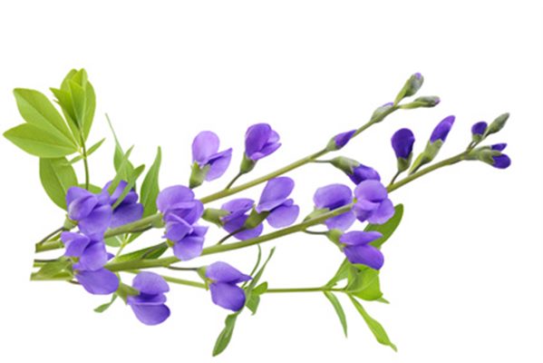 Baptisia (homéopathie)