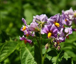 solanum dulcamara