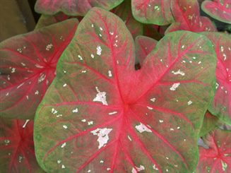 caladium