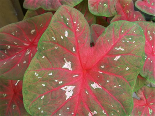 Caladium (homéopathie)