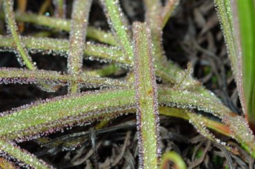 drosera