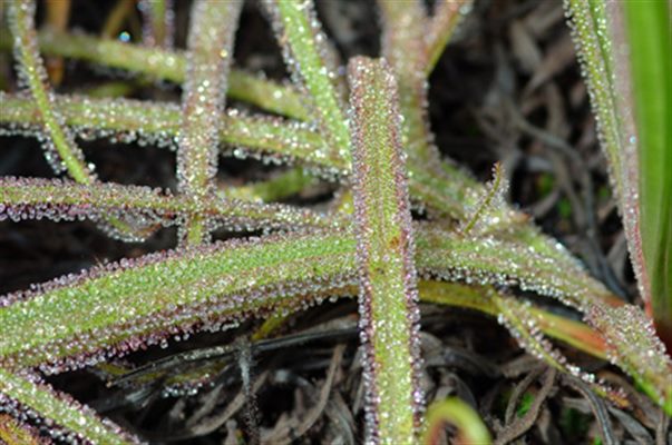 Drosera (homéopathie)