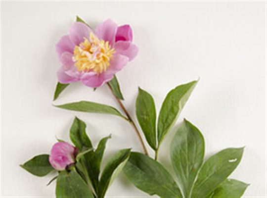 Paeonia (homéopathie)