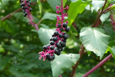 phytolacca americana