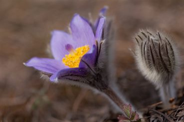pulsatilla