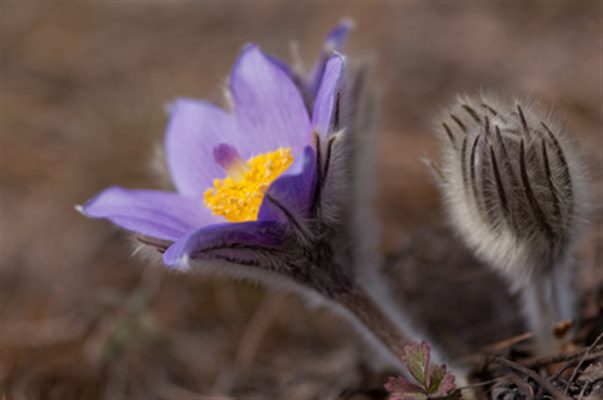 Pulsatilla (homéopathie)