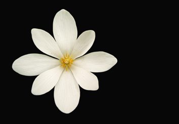 sanguinaria canadensis