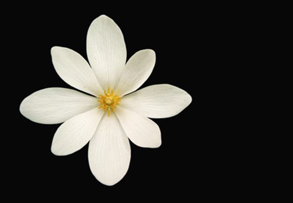 Sanguinaria canadensis (homéopathie)