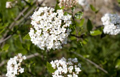 viorne obier: boule de neige