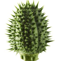 stramonium