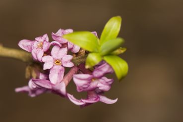 dapné: bois gentil