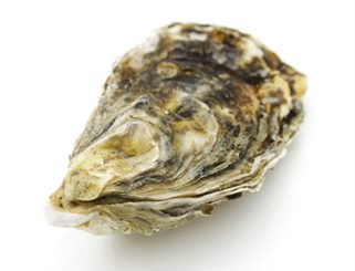 coquille d'huitre