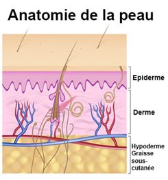 anatomie de la peau