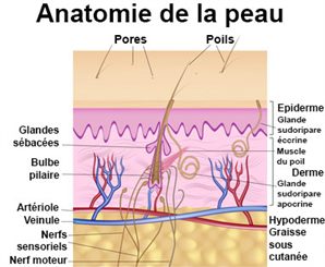 anatomie de la peau