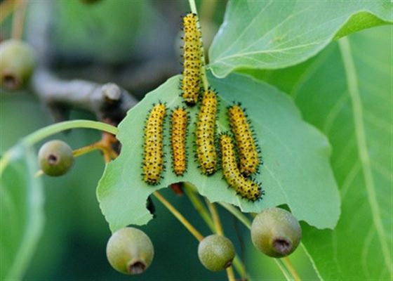 Piqûres de chenille