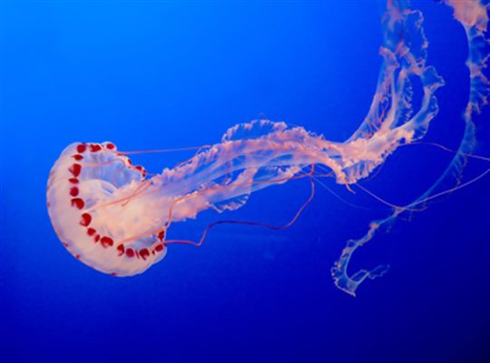 Piqûres de méduse