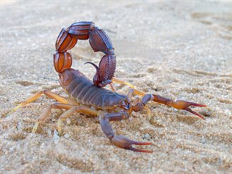 scorpion