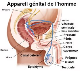 appareil génital de l'homme