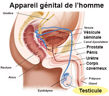 Maladies du testicule : définition - docteurclic.com
