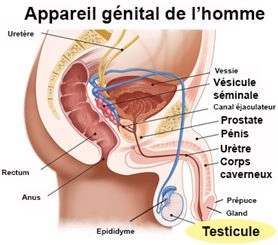 Testicules non descendus ou hypermobiles - Problèmes de santé