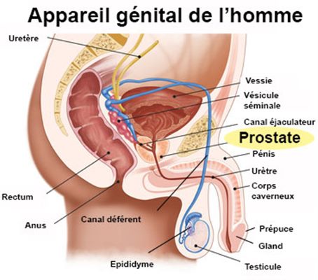 emplacement de la prostate chez lhomme