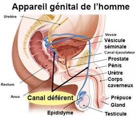 canal déférent