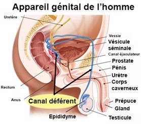 Vésicule séminale : définition et explications