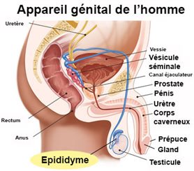 épididyme
