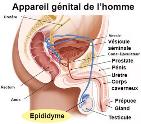 Épididyme