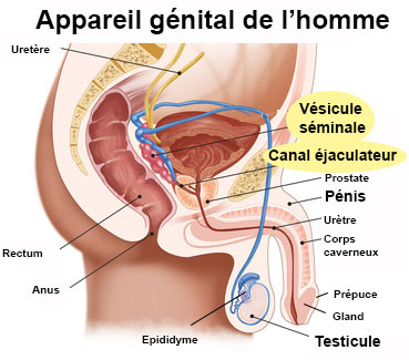 Vésicules séminales : définition - docteurclic.com diagram of sperm gland 