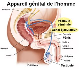 vésicule séminale