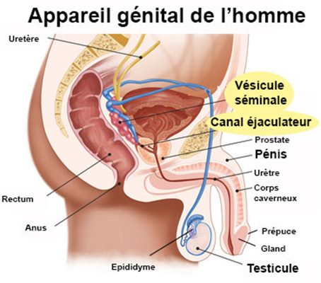 Vésicules séminales