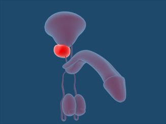 prostate
